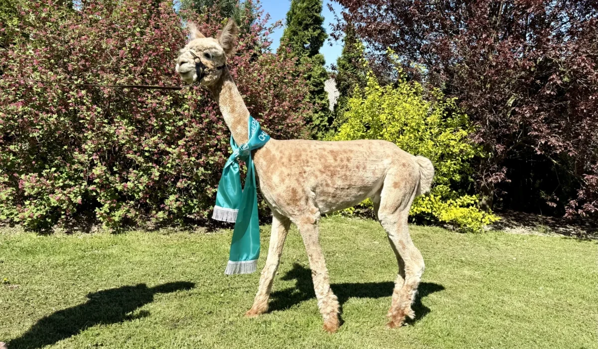 Radosna Zagroda Iwierzyce (2)