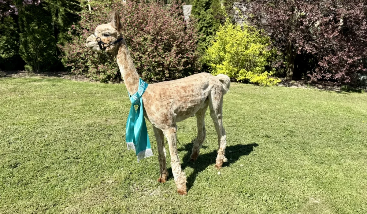 Radosna Zagroda Iwierzyce (3)