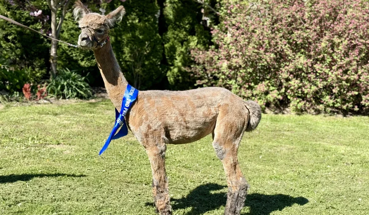 Radosna Zagroda Iwierzyce (4)