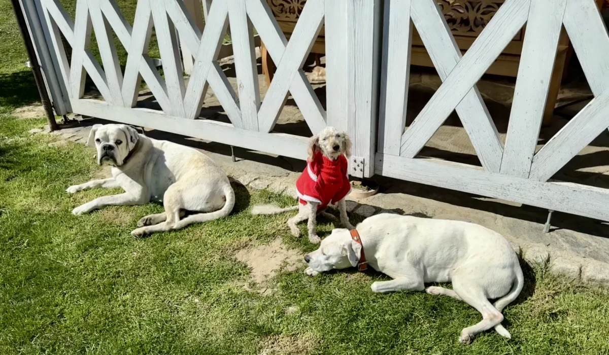 Radosna Zagroda Iwierzyce (5)