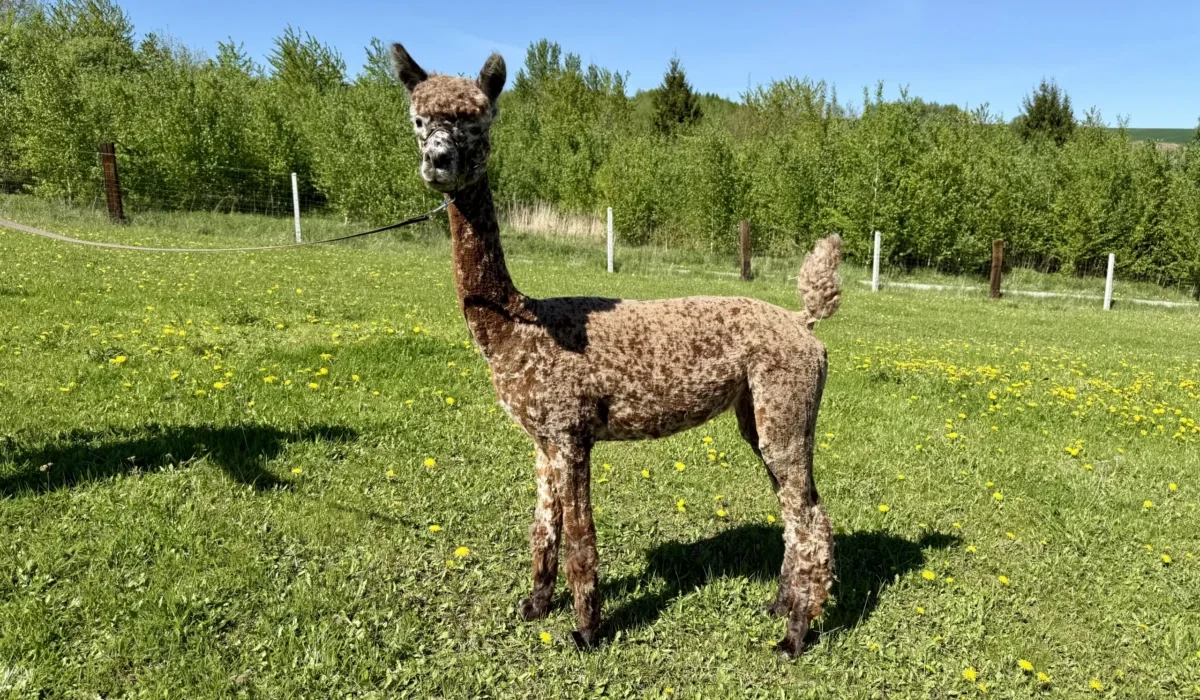 Radosna Zagroda Iwierzyce (6)