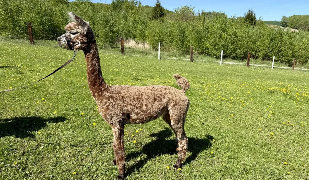 Radosna Zagroda Iwierzyce (7)