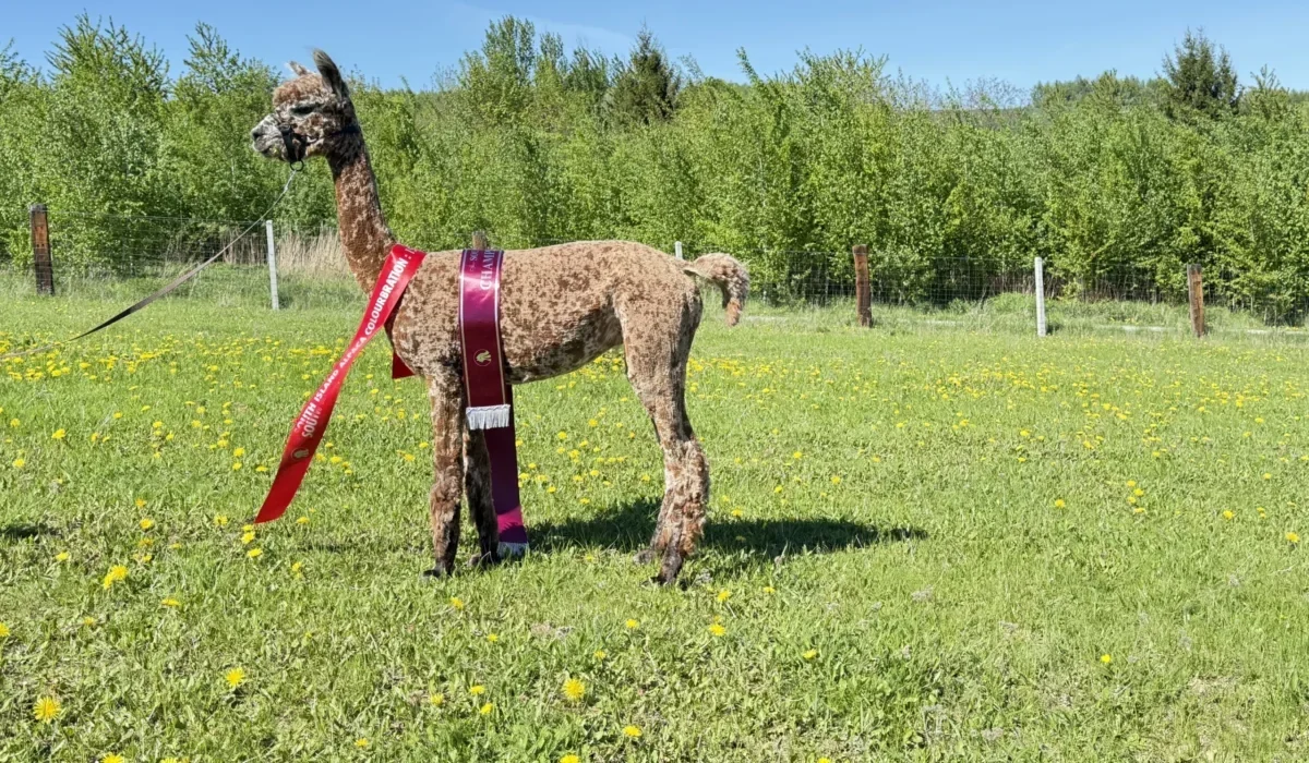 Radosna Zagroda Iwierzyce (8)