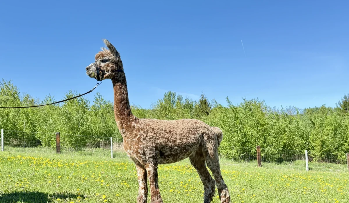 Radosna Zagroda Iwierzyce (9)